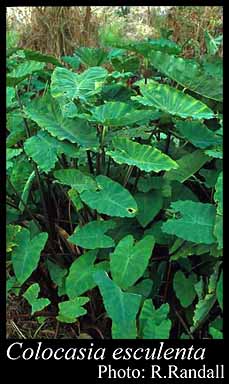 Photograph of Colocasia esculenta (L.) Schott