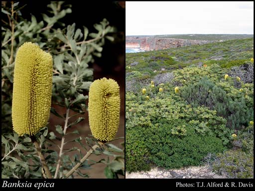 Photograph of Banksia epica A.S.George