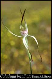 Photograph of Caladenia bicalliata R.S.Rogers