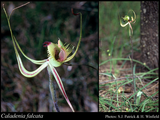 Photograph of Caladenia falcata (Nicholls) M.A.Clem. & Hopper