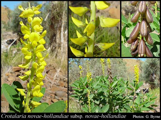 Photograph of Crotalaria novae-hollandiae DC. subsp. novae-hollandiae