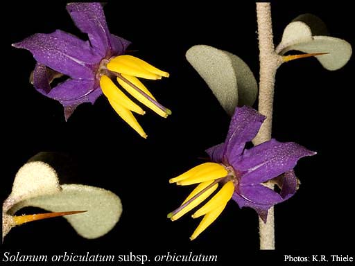 Photograph of Solanum orbiculatum Poir. subsp. orbiculatum