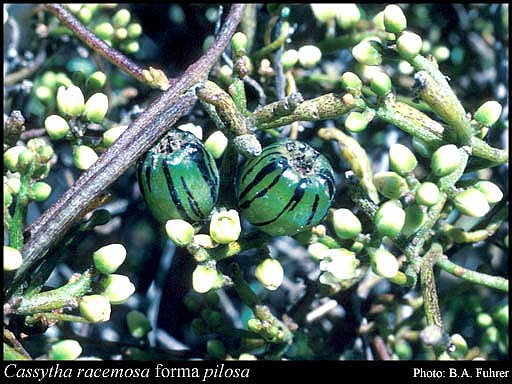 Photograph of Cassytha racemosa forma pilosa (Benth.) J.Z.Weber