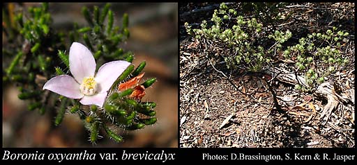 Photograph of Boronia oxyantha var. brevicalyx (Benth.) Paul G.Wilson