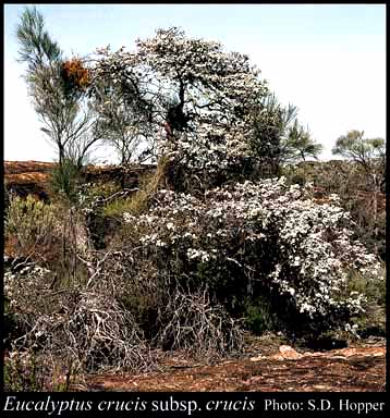 Photograph of Eucalyptus crucis Maiden subsp. crucis