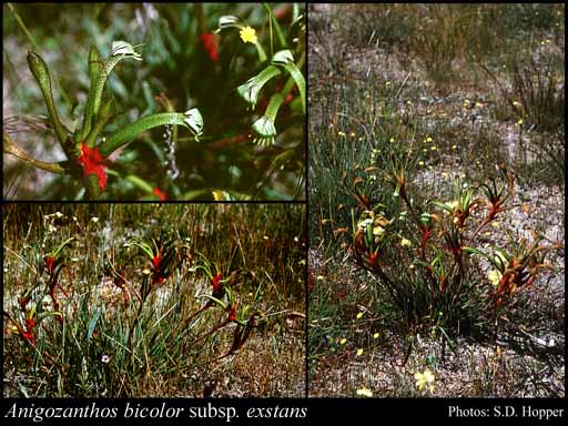 Photograph of Anigozanthos bicolor subsp. exstans Hopper