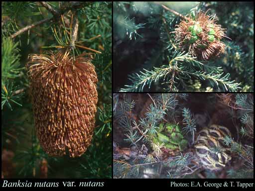 Photograph of Banksia nutans R.Br. var. nutans