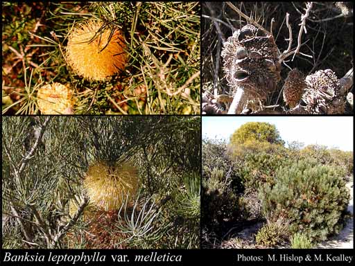 Photograph of Banksia leptophylla var. melletica A.S.George