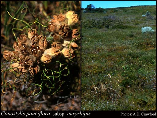 Photograph of Conostylis pauciflora subsp. euryrhipis Hopper