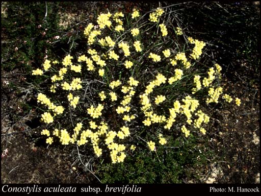 Photograph of Conostylis aculeata subsp. breviflora Hopper