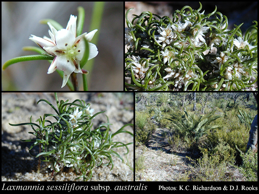 Photograph of Laxmannia sessiliflora subsp. australis Keighery