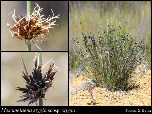 Photograph of Mesomelaena stygia (R.Br.) Nees subsp. stygia