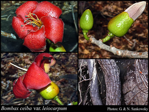 Photograph of Bombax ceiba var. leiocarpum A.Robyns