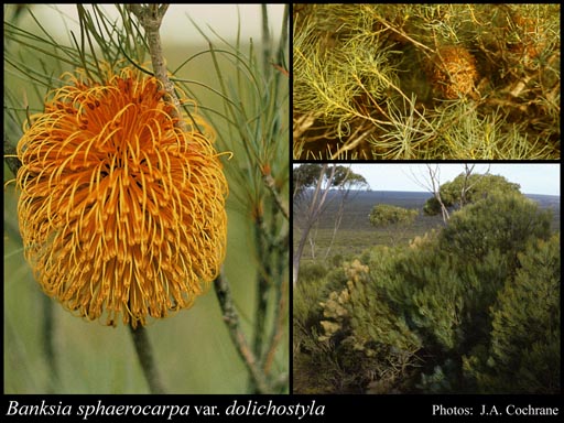 Photograph of Banksia sphaerocarpa var. dolichostyla A.S.George