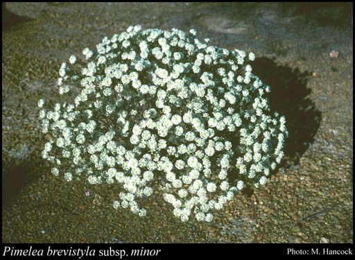 Photograph of Pimelea brevistyla subsp. minor Rye
