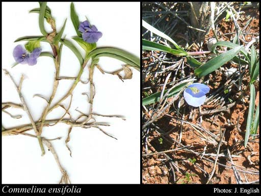 Photograph of Commelina ensifolia R.Br.