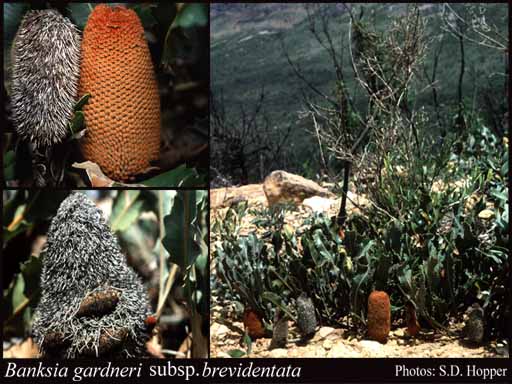 Photograph of Banksia gardneri var. brevidentata A.S.George