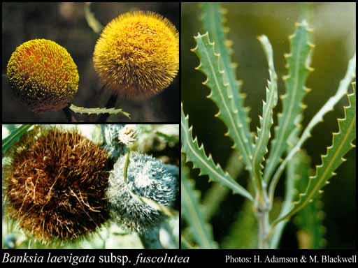 Photograph of Banksia laevigata subsp. fuscolutea A.S.George