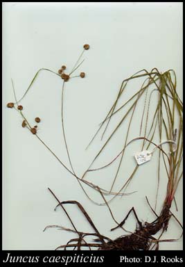 Photograph of Juncus caespiticius E.Mey. Image