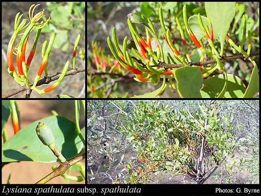 Photograph of Lysiana spathulata (Blakely) Barlow subsp. spathulata