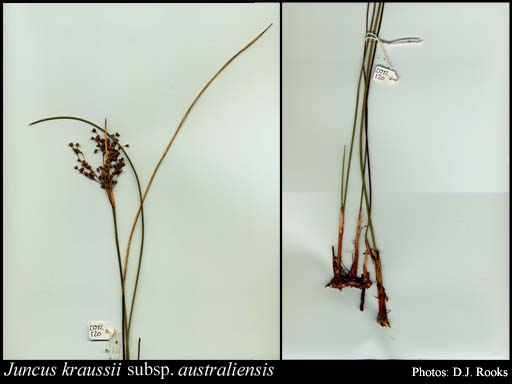 Photograph of Juncus kraussii subsp. australiensis (Buchenau) Snogerup