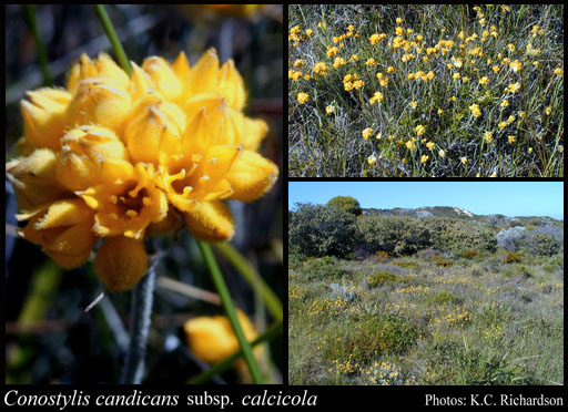 Photograph of Conostylis candicans subsp. calcicola Hopper