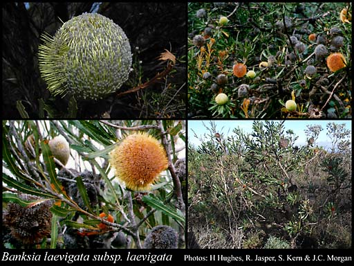 Photograph of Banksia laevigata Meisn. subsp. laevigata