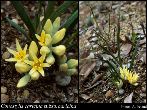 Photograph of Conostylis caricina Lindl. subsp. caricina