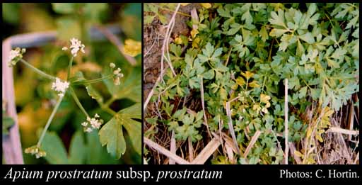 Photograph of Apium prostratum Vent. subsp. prostratum var. prostratum