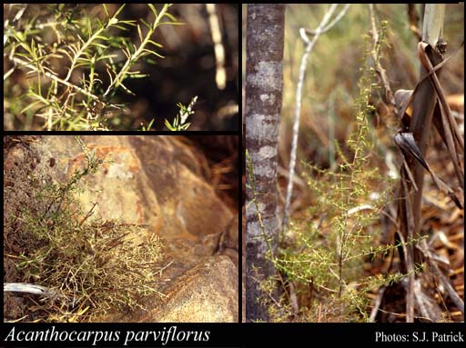Photograph of Acanthocarpus parviflorus A.S.George