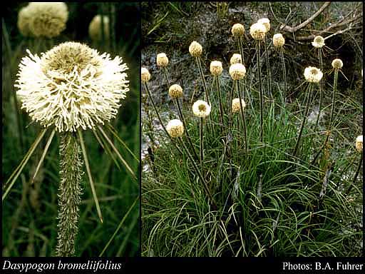 Photograph of Dasypogon bromeliifolius R.Br.