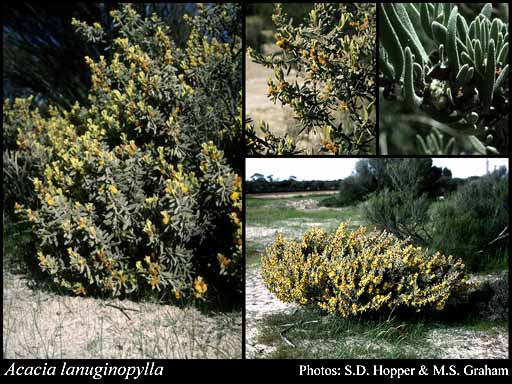 Photograph of Acacia lanuginophylla R.S.Cowan & Maslin