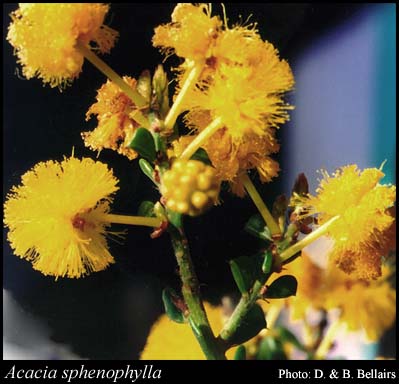 Photograph of Acacia sphenophylla Maslin