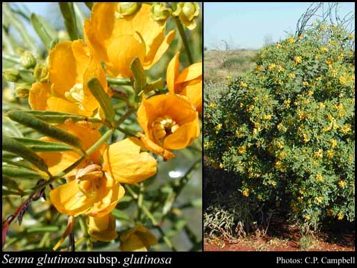 Photograph of Senna glutinosa (DC.) Randell subsp. glutinosa