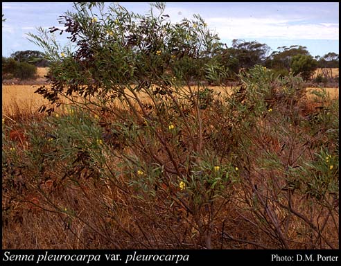 Photograph of Senna pleurocarpa (F.Muell.) Randell var. pleurocarpa