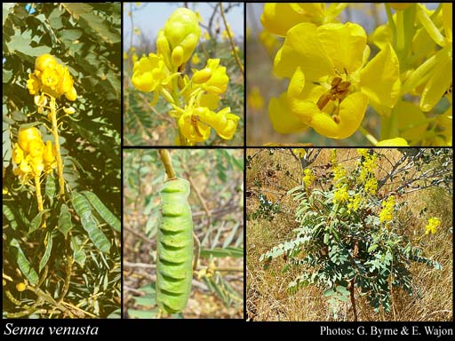 Photograph of Senna venusta (F.Muell.) Randell