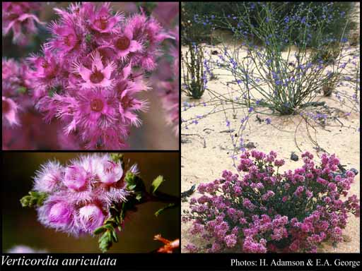 Photograph of Verticordia auriculata A.S.George