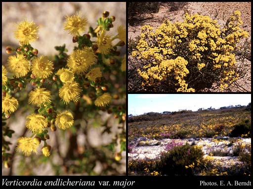 Photograph of Verticordia endlicheriana var. major A.S.George