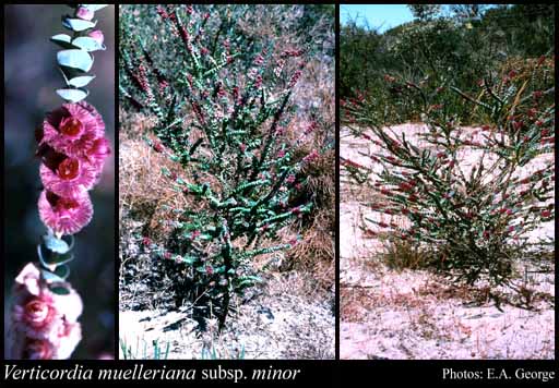 Photograph of Verticordia muelleriana subsp. minor A.S.George