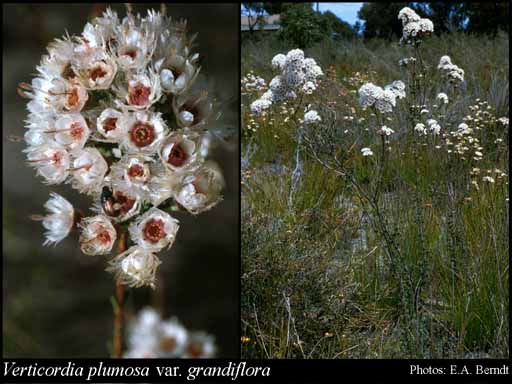 Photograph of Verticordia plumosa var. grandiflora (Benth.) A.S.George