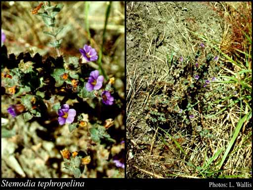 Photograph of Stemodia tephropelina W.R.Barker