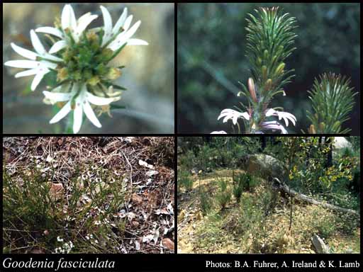 Photograph of Goodenia fasciculata (Benth.) Carolin