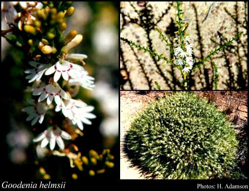 Photograph of Goodenia helmsii (E.Pritz.) Carolin