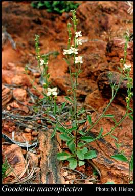 Photograph of Goodenia macroplectra (F.Muell.) Carolin