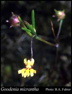 Photograph of Goodenia micrantha Carolin