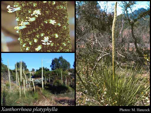 Photograph of Xanthorrhoea platyphylla D.J.Bedford