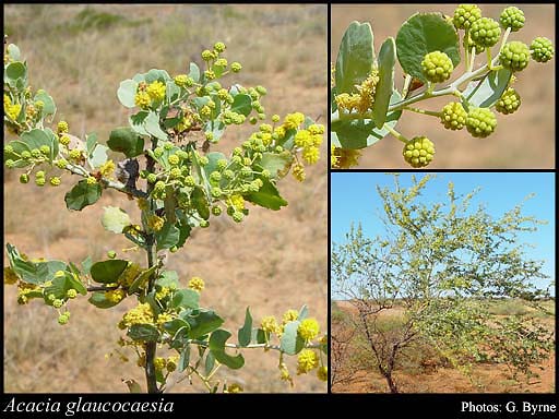 Photograph of Acacia glaucocaesia Domin