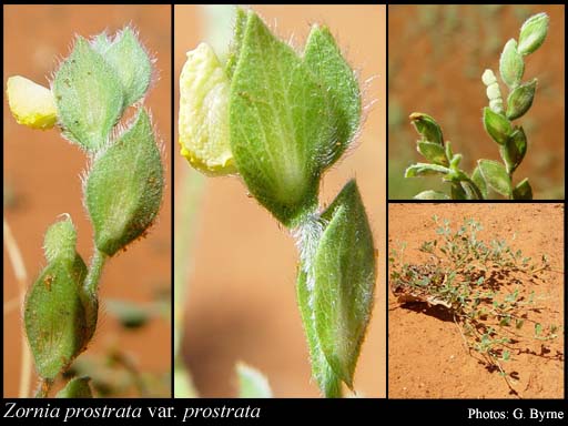 Photograph of Zornia prostrata S.T.Reynolds & A.E.Holland var. prostrata