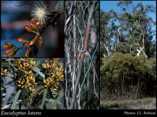 Photograph of Eucalyptus latens Brooker