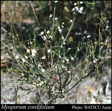 Photograph of Myoporum cordifolium (F.Muell.) Druce